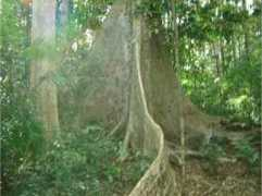 vietsciences.free.fr Cattien