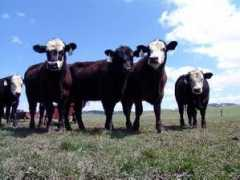 Cattle