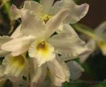 Cattleya