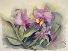 Cattleya