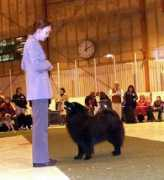 herdinginstincts.se Cattlin