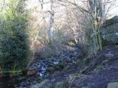 Catton