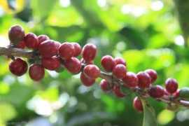 coffeeshrub.com Caturra