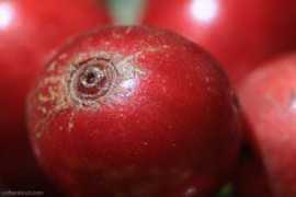 coffeeshrub.com Caturra