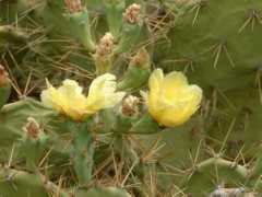 Catus