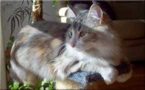Catuzo