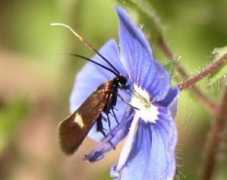 galerie-insecte.org Cauchas