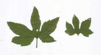 alabamaplants.com Cauline