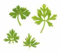 missouriplants.com Cauline