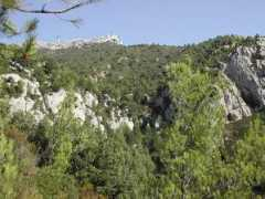 Caume