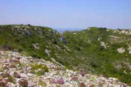 Caume