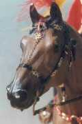 unicornwoman.com Cavalero