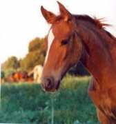 Cavalos