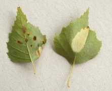 leafmines.co.uk Cavella