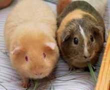 scientificlib.com Cavia