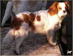 Cavko