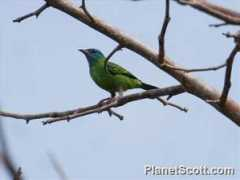 Cayana