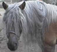 hillsidehaflingers.net Cayleen