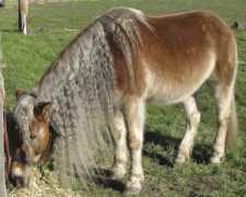 hillsidehaflingers.net Cayleen
