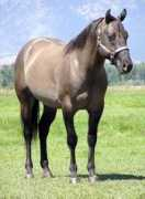 lynnsquarterhorses.com Cazier