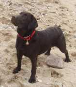 Cazou