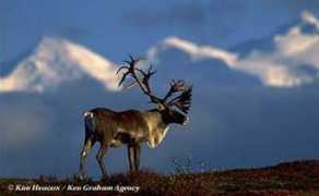 alaska.net Cbou