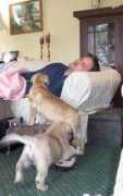 mountainviewmastiffs.com Ccari