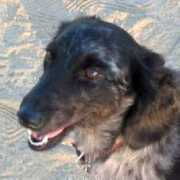 loveon4paws.org Ccharlie