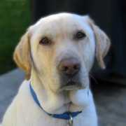 loveon4paws.org Ccharlie