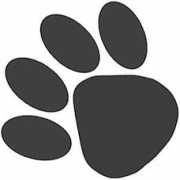 Cchien