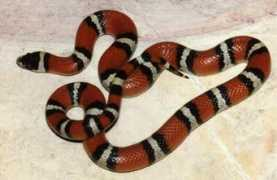 kingsnake.com Cealan