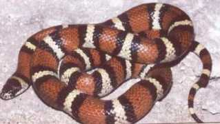 kingsnake.com Cealan
