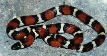 kingsnake.com Cealan