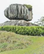 Cebola