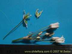 chileflora.com Cebollin