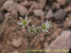 chileflora.com Cebollin