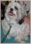 furbabyrescue.com Ceceb