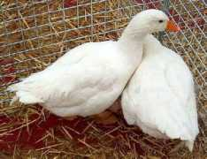 agraria.org Ceche
