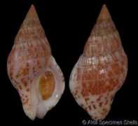 gastropods.com Cecilea