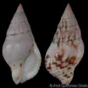 gastropods.com Cecilea