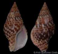 gastropods.com Cecilea