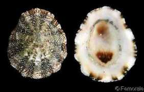 gastropods.com Ceciliana