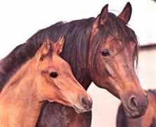 asarabians.com Cecora