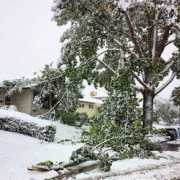 Cedarbrae