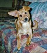 Cedes