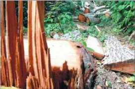 barquisimeto.com Cedros