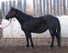 Ceekay