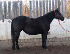 Ceekay
