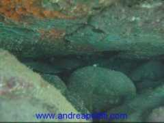 andreapettiti.com Cefali