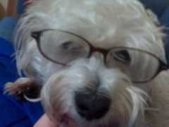 dogster.com Cege
